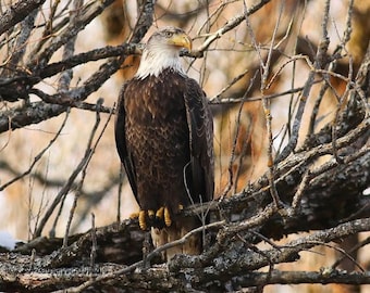 Bald Eagle Photo | Wildlife Photography | Patriotic Wall Art | FeatherWind Studio | Raptor Decor | Michigan Birding | Perched Eagle Print