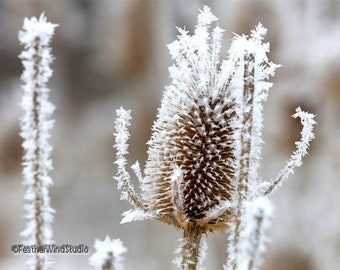 Teasel Photography | Winter Snow Art | Frosty Nature Pic | Unique Plant Photo Gift | Winter Flower | FeatherWindStudio | Snow Frost Print