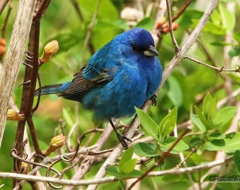Indigo Bunting Photo | Spring Bird Art | Blue Songbird | Birder Gift | Nature Home Office Décor | FeatherWindStudio | Blue Bird Finch Print