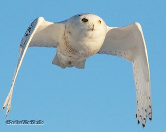 Snowy Owl in Flight Print | Flying Bird Photography | Nature Home Office Lobby Décor | Owl Lover Gift | FeatherWindStudio | Snow Owl Photo