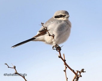 Loggerhead Shrike Photo | Bird Photography | Raptor | Bird of Prey | FeatherWindStudio | Birder Gift Idea | Avian Décor | Songbird Art Print