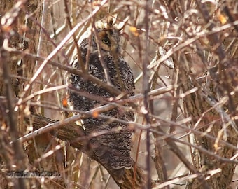 Long Eared Owl Photo | Owl Wall Décor | Bird Wall Hanging | Raptor Photograph | Home Office Studio Art | Birder Gift | Camouflaged Owl Print