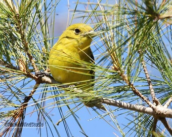 Nature Photography | Scarlet Tanager Female Bird | Yellow Olive Spring Songbird Decor | Tropical Migrant | Piranga olivacea | Tanager Print