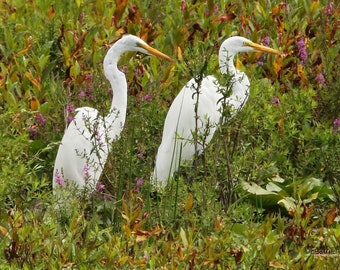 Great Egret Photo | Long Legged Wader | Bird Photography | White Bird Wall Art | Heron | Crane | Wetland Marsh Animal | Twin Birds Art Print