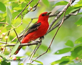 Scarlet Tanager Photo | Summer Bird Photograph | Nature Décor | Green Red Black Songbird Home Office Art | FeatherWindStudio | Tanager Print