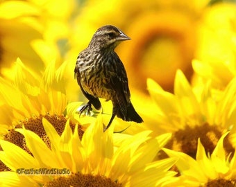 Red Winged Blackbird Print | Sunflower Art | Summer Nature Photograph | Animal | Yellow Flower Home Décor | Wildlife Art | FeatherWindStudio