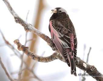 Black Rosy Finch Photo | Winter Bird Photography | Black and Pink Bird | Snow Bird Décor | Nature Wall Art | Cute Wildlife Home Office Print