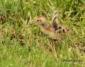 Baby Wilsons Phalarope Photo | Shorebird Lover Print | Nature Wall Art | Nursery Décor | FeatherWindStudio | Kids Room Décor | Birder Art