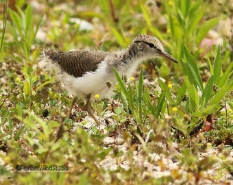 Spotted Sandpiper Baby Photo | Shorebird Photography | Summer Bird Wall Art | Plover | Fledgling Bird | FeatherWindStudio | Sandpiper Print