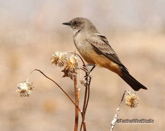 Say's Phoebe Photo | Flycatcher Print | Bird Photography | Southern Bird Wall Art | Desert Home Office Décor | Birding | FeatherWindStudio