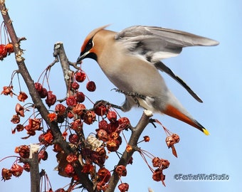 Bohemian Waxwing Print | Orchard Photography | Crabapples Photo | Songbird Home Cottage Décor | Bird Lover Wall Art | Winter Bird | Wildlife