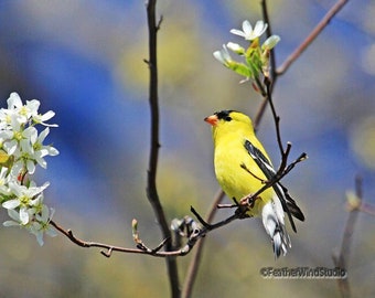 American Goldfinch Photo | Bird Photography | Nature | Yellow Songbird | Crabapple Art | Bird and Bloom | White Spring Blooms | Finch Print