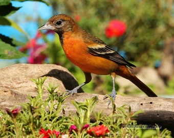 Baltimore Oriole Photo | Orange Bird | Bird Watching | Avian Photography | Tropical Bird Wall Art | FeatherWindStudio | Blackbird Art Print