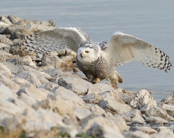 Owl Photograph | White Spotted Owl Pic | Avian Canadian Wildlife | Lobby Wall Art | Home Office Decor | FeatherWindStudio | Snowy Owl Print