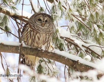 Barred Owl Photo | Raptor | Bird Photography | Nature Wall Art | Home Office Restaurant Décor | FeatherWindStudio | Winter Snow Owl Print