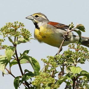 Dickcissel Photo | Grassland Wildlife Art | Prairie Bird | Home Office Sparrow Décor | Bird Photography | FeatherWindStudio | Nature Print