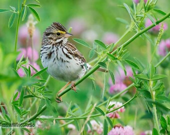 Estampado de gorrión de la sabana / Ave de pradera / Decoración verde y morada / Foto de pájaro en trébol / Arte de pared para oficina en casa / Foto de pájaro cantor