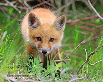 Fox Photography | Red Fox Kit Pup Print | Nature Wall Art | Boys