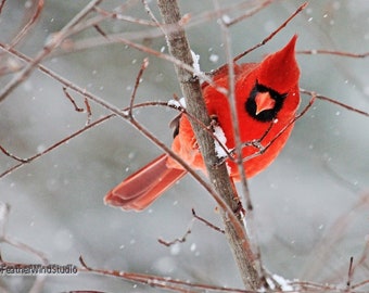 Cardinal Print | Bird Photography | Cardinal In Snow Photo | Red Gray Home Décor | Red Bird Wall Art | Winter Cardinal | Quality Nature Pics