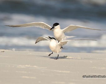Sandwich Tern Photo | Waterbird Photography | Alabama Bird Wall Art | Nature Décor | Bird Watcher Gift | FeatherWindStudio | Beach Art Print