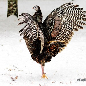May include: A wild turkey with its wings spread wide, standing on one leg in a snowy environment. The turkey's feathers are a mix of brown, black, and white, creating a striking pattern.