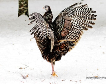 Turkey Print | Bird Photography | Thanksgiving Photo Art | Nature Gift | Turkey Flapping Wings Picture | Game Bird Décor | FeatherWindStudio