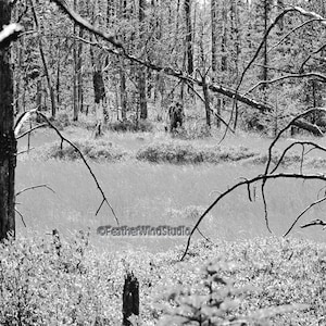 Könnte beinhalten: Ein Schwarzweißfoto einer Waldszene mit kahlen Bäumen und einer Lichtung in der Mitte. Die Lichtung ist mit einer Schicht Schnee oder Frost bedeckt.