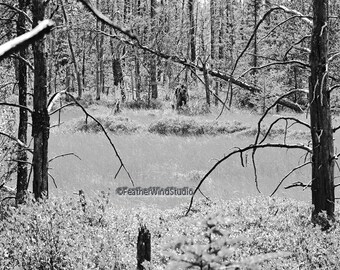 Black and White Bigfoot Photo | Sasquatch Sighting | Yeti Walking in Woods | Forest Creature | Mystery | FeatherWind OOAK | Big Foot Print
