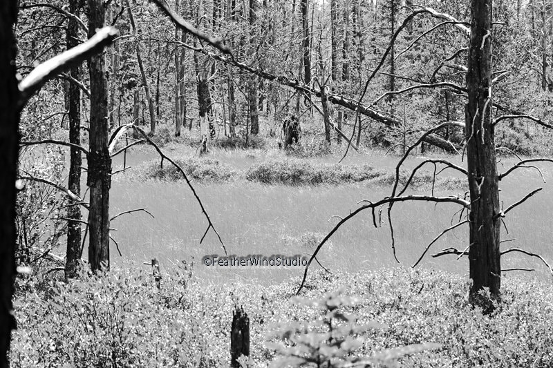Black and White Bigfoot Photo | Sasquatch Sighting | Yeti