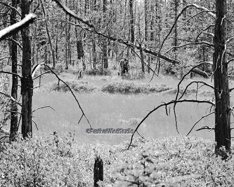 Black and White Bigfoot Photo | Sasquatch Sighting | Yeti
