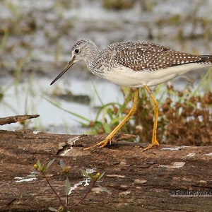 Greater Yellowlegs Photo | Shorebird Photograph | Michigan Bird | Wall Décor | Plover Peep Sandpiper | Bird Lover Wall Hanging | Bird Print