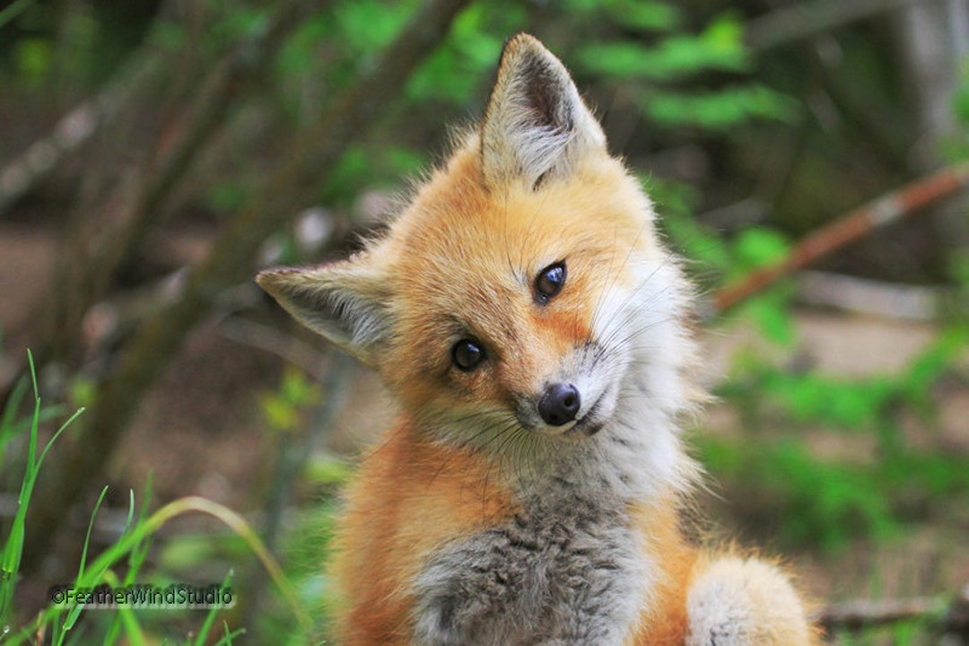 Cute Baby Animal Photo Red Fox Kit Print Nursery Babies Kids Bedroom Décor  Fox Pup Nature Center Photography Hospital Office Art - Etsy UK