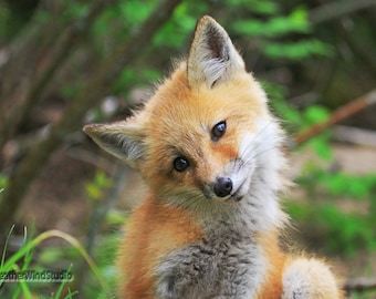 かわいい赤ちゃん動物の写真 | アカギツネの子のプリント | 保育園の