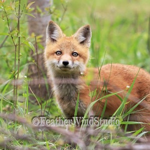 Renards Photo Art Bebe Mignon Animaux Art Le Renard Roux Etsy Renards Photo Art Bebe Mignon Animaux Art Le Renard Roux Etsy