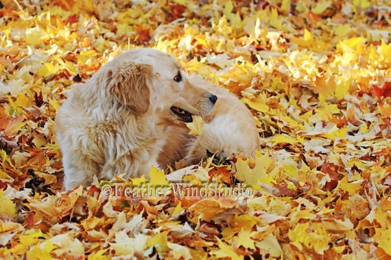 Golden Retriever Photography Dog In Bed Of Fall Leaves Etsy