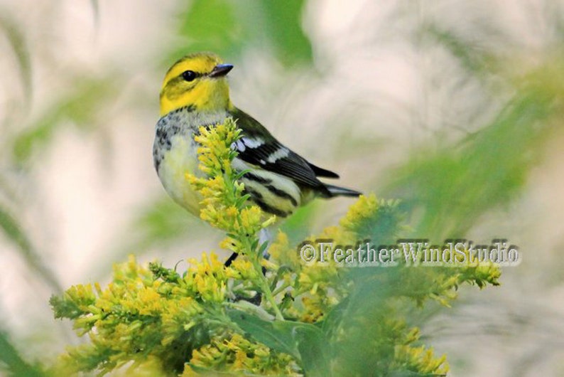 Unduh 91 Koleksi Gambar Flora Dan Fauna Di Negara Myanmar Keren 