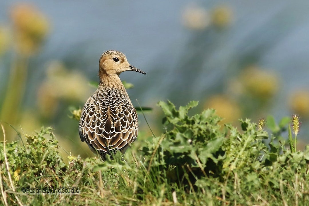 Buff Breasted Sandpiper Photo | Bird Photography | Shorebird Art | Bird ...