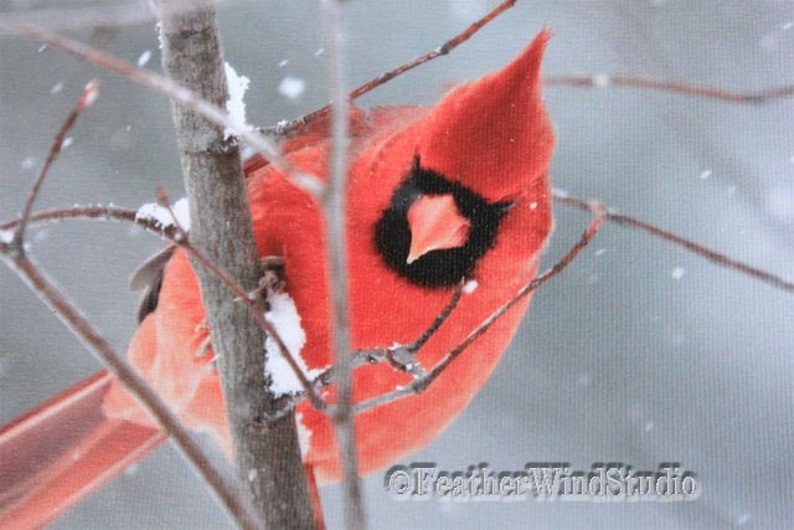 May include: A vibrant red cardinal perched on a snow-covered branch. The bird has a black face mask and a prominent crest. The background is a soft, blurred winter scene with falling snow. The image is a close-up of the bird.