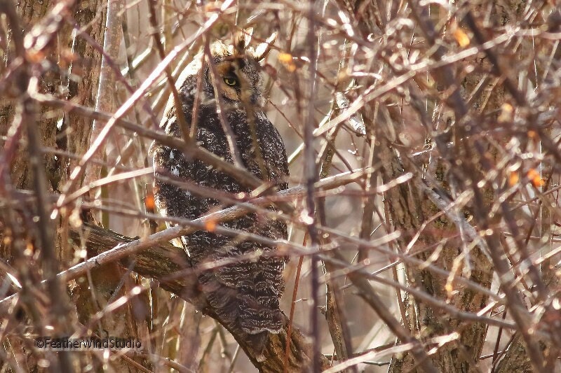Long Eared Owl Photo | Owl Wall Décor | Bird Wall Hanging | Raptor Photograph | Home Office S