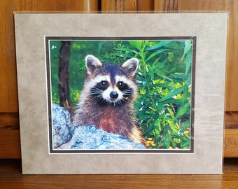 Raccoon Photo | Wildlife | Animal | Brown Tan Nursery Décor | Kids Room Wall Art | Nature Gift | Ready to Frame | 11x14 Matted Racoon Print