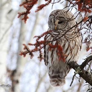 Barred Owl Photo | Raptor Art | Bird Photography | Nature Wall Art | Home Office Restaurant Décor | FeatherWindStudio | Minnesota Owl Print