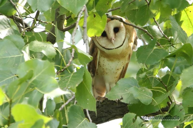Barn Owl Print | Owl Photo Art | Nature Photography | Home Office Wall Hanging | FeatherWindStudio |
