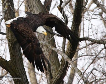 Bald Eagle Photo | Eagle In Flight | National Bird Image | Flying Eagle | FeatherWindStudio | Nature Décor | Raptor Wall Art | Eagle Print