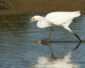 Snowy Egret Photo | Long Legged Wader | Bird Photography | White Bird Wall Art | Heron | Crane | Wetland Marsh Animal | Action Bird Print