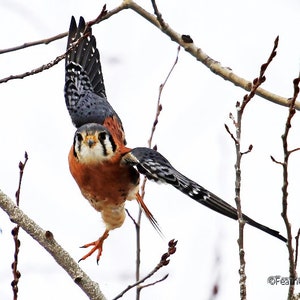 Könnte beinhalten: Ein kleiner, brauner und schwarzer Vogel mit weißen Markierungen an den Flügeln sitzt auf einem kahlen Ast. Der Vogel hat einen langen, spitzen Schnabel und schaut direkt in die Kamera. Der Hintergrund ist ein verschwommenes Weiß.