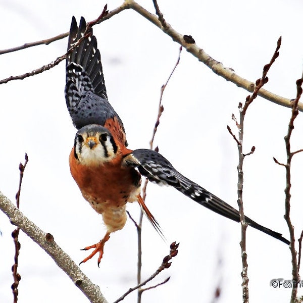 Kestrel in Flight Photo | Flying Falcon | Bird Hawk Action Print | Rusty Blue Bird Photo | Hawk in Flight | Nature Art Décor | FeatherWind
