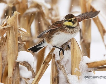 Horned Lark Art Print | Winter Bird Photography | Bird in Corn Field | Cute Bird Wall Art | Kids Room Décor | Snow Bird | FeatherWindStudio