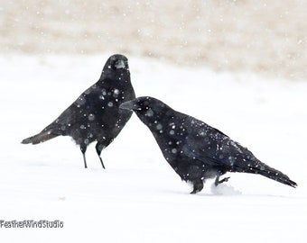 Crow Photo | Winter Photography | Two Birds Wall Art | Crows in Snow Storm | Wildlife Art | Black Bird Décor | Corvid | American Crow Print
