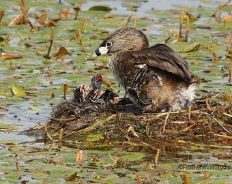 Pied Billed Grebe Photo | Duck Nest Print | Kids Room Wall Art | Cute Baby Birds | Wetland Wildlife | Nature Photography | FeatherWindStudio