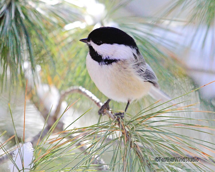 Bird Photography | Black Capped Chickadee | Soothing Nature Photo ...